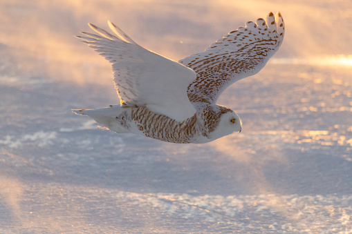Snowy owl flying on a windy day. Rising sun light effect. Spread wings. Quebec's official bird.