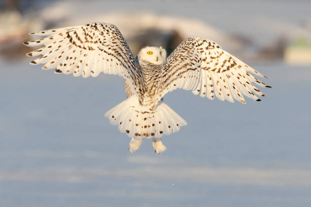 Snowy owl flying on a sunny day. Spread wings. Quebec's official bird.