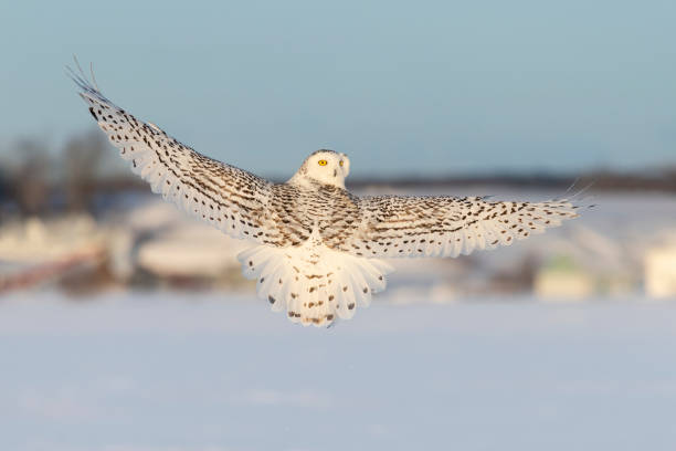 istock Snowy owl, bubo scandiacus, bird in flight, looking backwards 1130355561