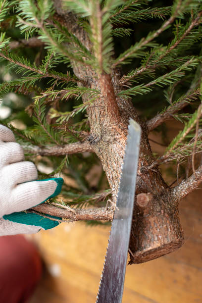 istock Cutting branches with a saw at the bottom of the Christmas tree. 1130355567