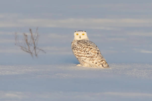 istock Snowy owl, bubo scandiacus, bird looking at camera 1130355571