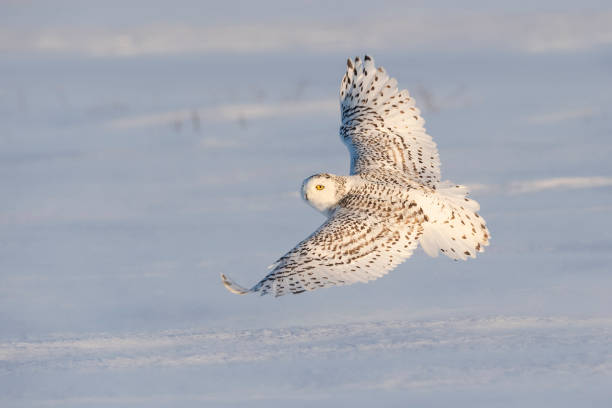 istock Snowy owl, bubo scandiacus, bird in flight 1130355892