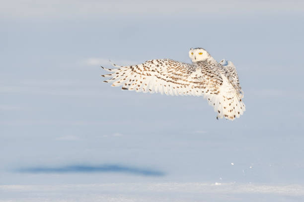istock Snowy owl, bubo scandiacus, bird in flight 1130355907