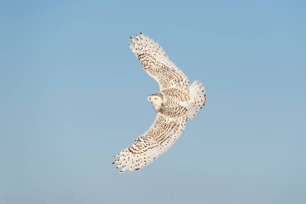 istock Snowy owl, bubo scandiacus, bird in flight, blue sky 1130355952