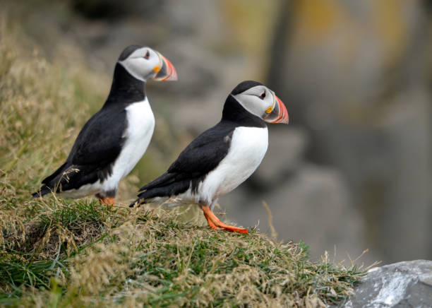 istock The Atlantic puffin, also known as the common puffin 1130356875