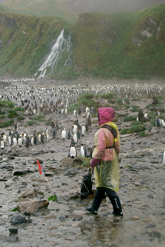 Women view King Penguins at St Andrews Bay South Georgia