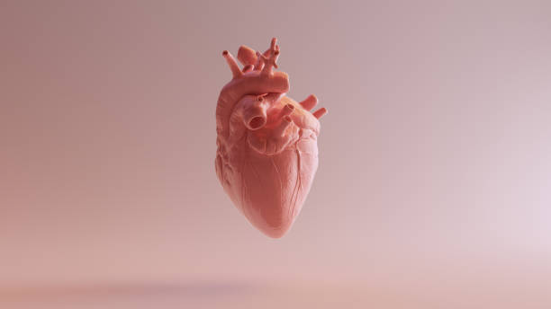 istock Pink Porcelain Anatomical Heart 1130357174