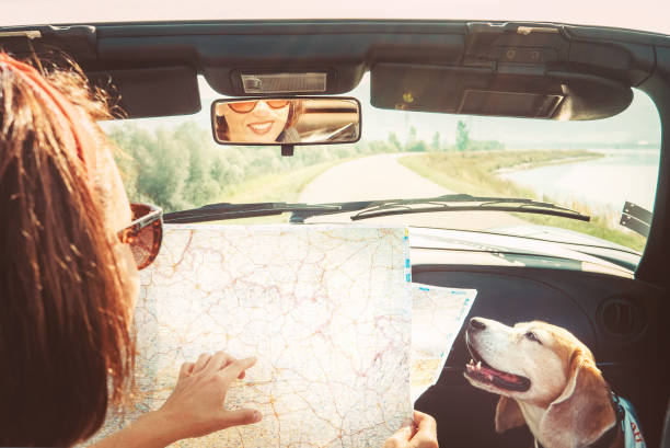mulher viajando com seu cachorro beagle de carro conversível e planear o itinerário usando o mapa de papel no dia ensolarado - dog insurance - fotografias e filmes do acervo