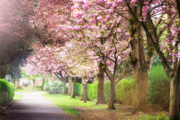 istock Pink Cherry Trees in Bloom in Park during Spring 1130359284
