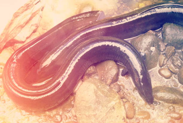The Shortfin Eel is one of the 15 species of eel in the family Anguillidae. It is native to the lakes, dams and coastal rivers of New Zealand, Australia and much of the South Pacific.
