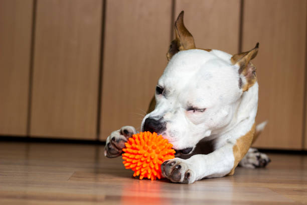 istock Dog with toy 1130364299
