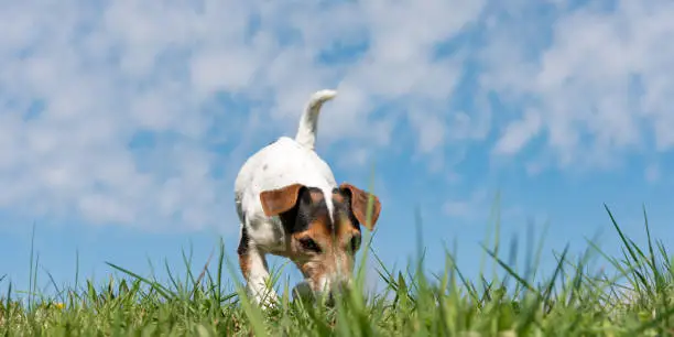 small dog follows a track in the season spring in front of blue sky. Jack Russell Terrier