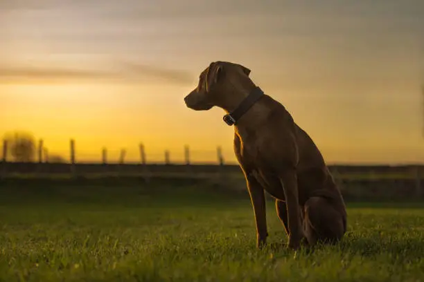 beautiful Rhodesian Ridgeback hound is sitting in sunset and is looking back direction sun