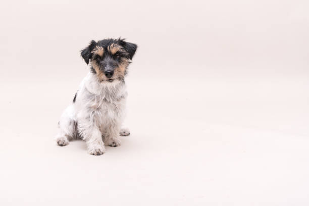 istock Jack Russell Terrier dog is sitting and isolated on white. 3 years old. 1130367770