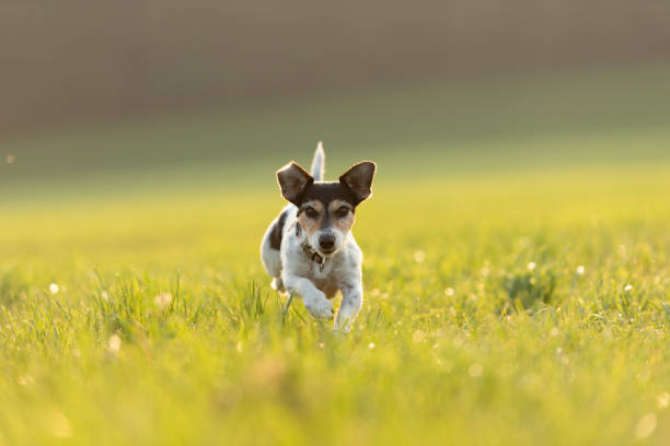 Jack Russell is running over a meadow in summer an back light small dog runs and flies over a green meadow in backlight in summer in backlight - Jack Russell Terrier Hound 9 years old licht stock pictures, royalty-free photos & images