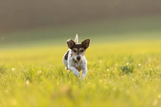 small dog runs and flies over a green meadow in backlight in summer in backlight - Jack Russell Terrier Hound 9 years old