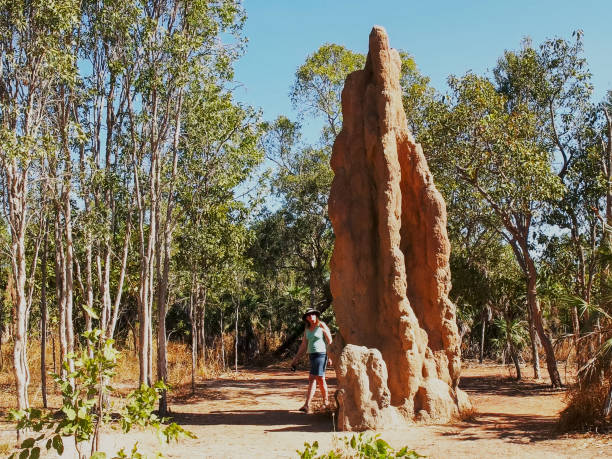 un turista inspecciona un termitero catedral en el territorio del norte - kakadu fotografías e imágenes de stock