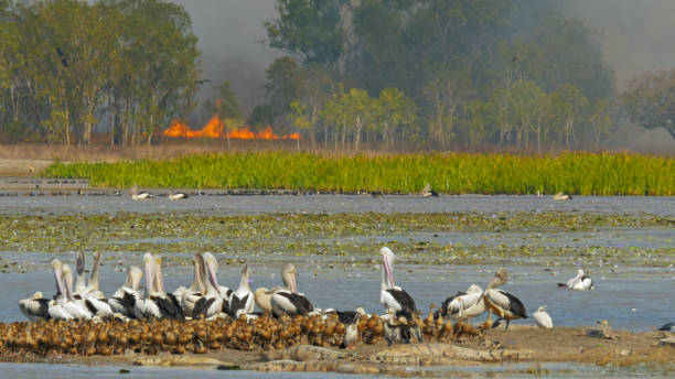 z bliska pożaru krzewu i życia ptaków w billabong ptaków - wetland pelican australia kakadu zdjęcia i obrazy z banku zdjęć