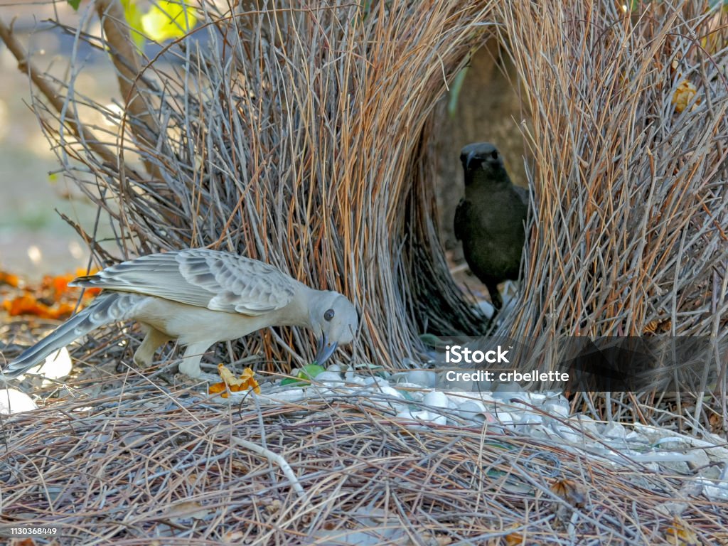 나뭇가지의 정자에서 두 젊은 가로지르는 연습 - 로열티 프리 정원사새 스톡 사진