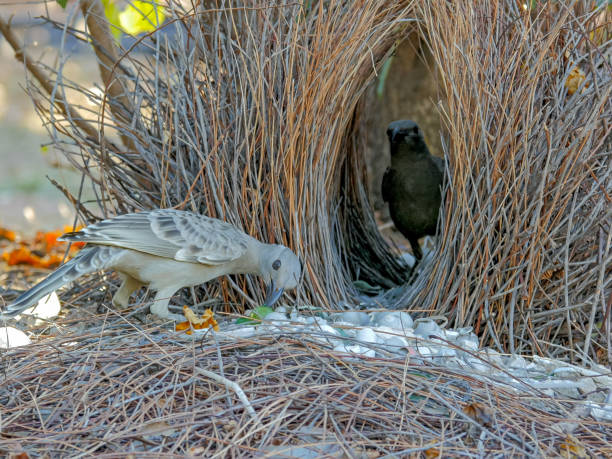 istock two young bowerbirds practice at a bower of twigs 1130368449