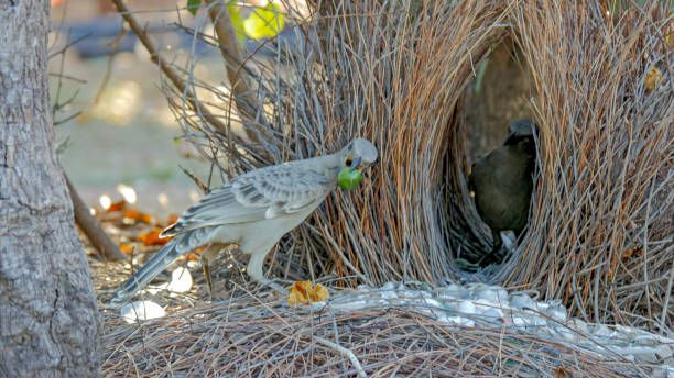 great bowerbird displays objects to another bird at its bower