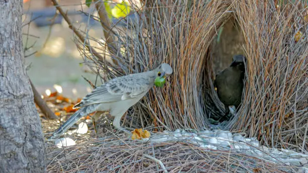 Photo of great bowerbird displays objects to another bird at its bower