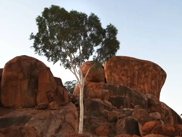 an evening close up of a ghost gum and the devil's marbles in australia's northern territory at sunset