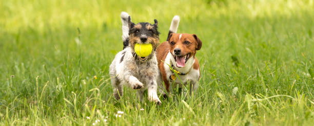 Two small Jack Russell Terrier are running and playing together in the meadow with a ball Several dogs run and play with a ball in a meadow - a cute pack of Jack Russell Terriers two animals stock pictures, royalty-free photos & images