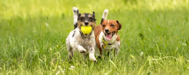 Several dogs run and play with a ball in a meadow - a cute pack of Jack Russell Terriers