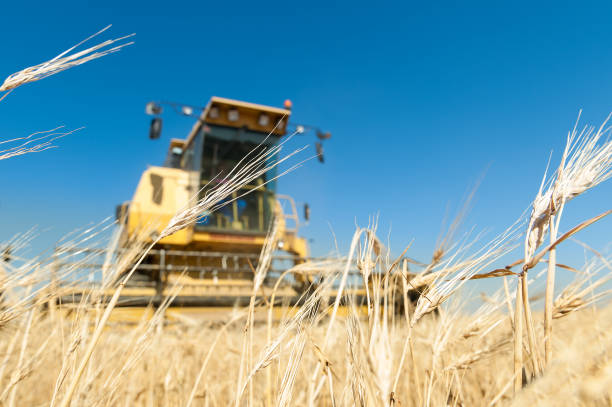 Combine harvesting in a field of golden wheat