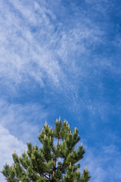 istock Sunlight over green fir tree blue sky 1130371895