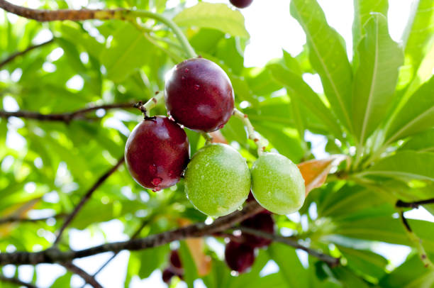 istock Cerbera manghas (sea mango) fruits on tree 1130374340