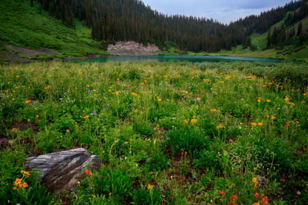 Colorado mountain lake with the field of wildflowers