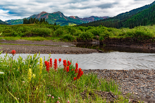Flowers, stream and green mountains in the Colorado Rockies