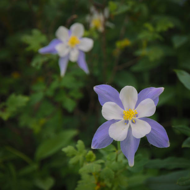 istock Colorado Columbine Mountain Wild Flower 1130375149