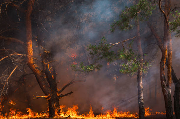 istock fire. wildfire, burning pine forest in the smoke and flames. 1130376202