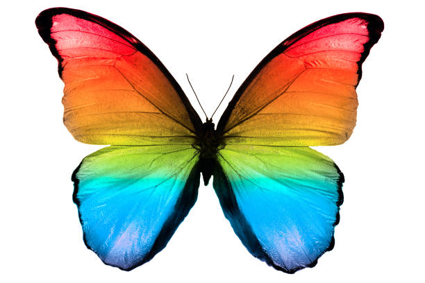 istock beautiful multicolor butterfly isolated on white background 1130376563