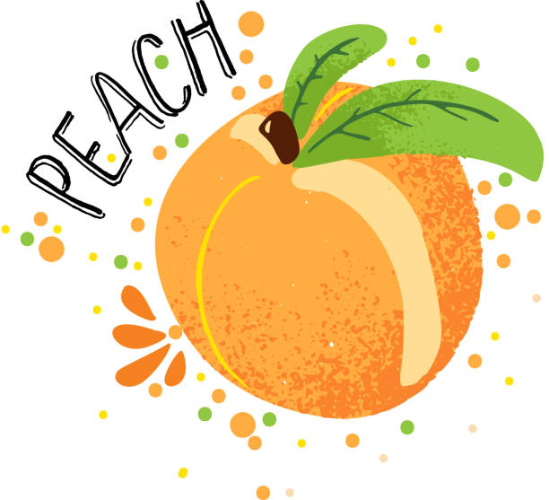 ilustrações de stock, clip art, desenhos animados e ícones de vector hand draw peach illustration. orange ripe peaches with juice splash isolated on white background. textured peach with splashes, juice tropical fruit with word peach on top. fresh silhouette fruit of peaches. - tree single word green fruit