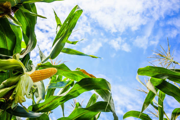 istock Corn cob growth in agriculture field outdoor with clouds and blue sky 1130377182