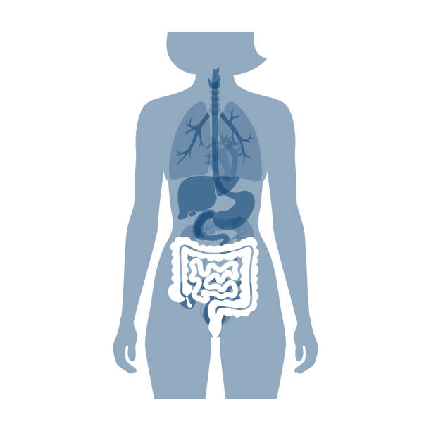 illustrazioni stock, clip art, cartoni animati e icone di tendenza di illustrazione vettoriale dell'intestino crasso e tenue - alimentary