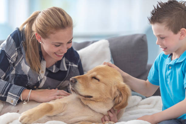 istock A dog gets attention from his owners 1130377413