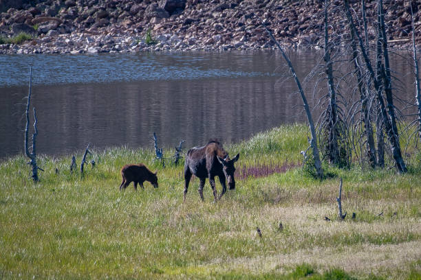 istock Moose cow and her calf 1130378029