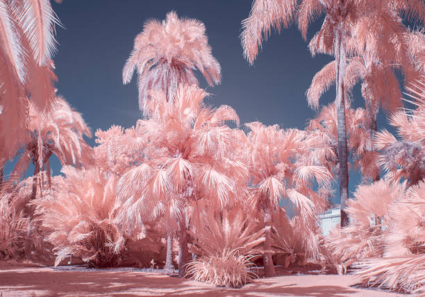 Collection of palm trees in pastel infrared color.
