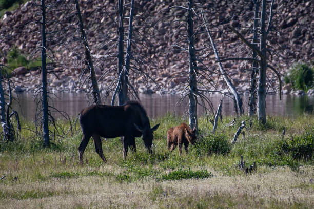 istock Moose cow and her calf 1130378243