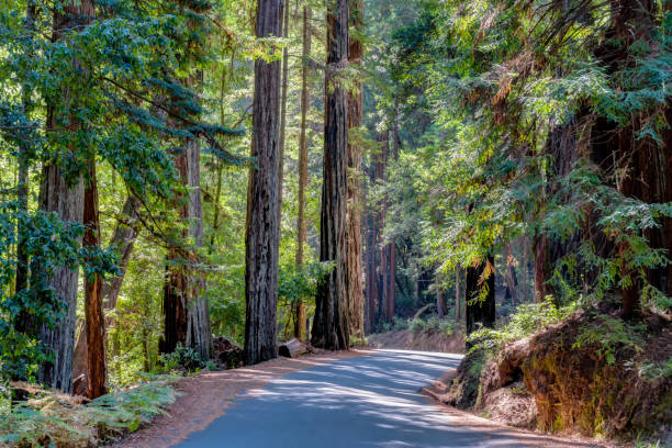 Big Basin Redwoods State Park Towering redwood sequoia trees at, Big Basin Redwoods State Park. sequoia sempervirens stock pictures, royalty-free photos & images