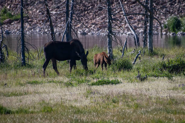 istock Moose cow and her calf 1130381517