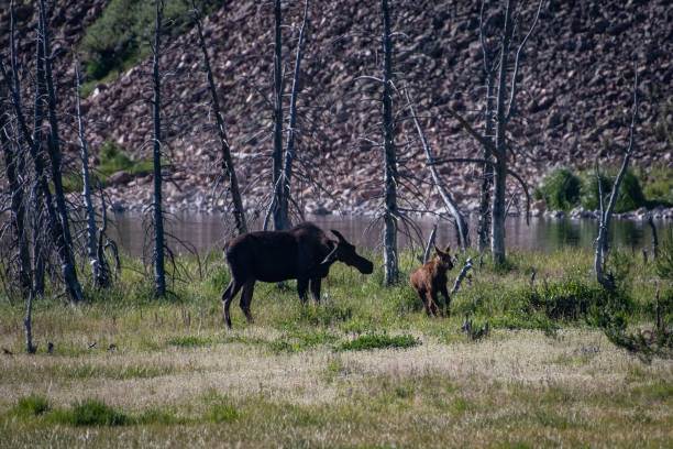 istock Moose cow and her calf 1130382095