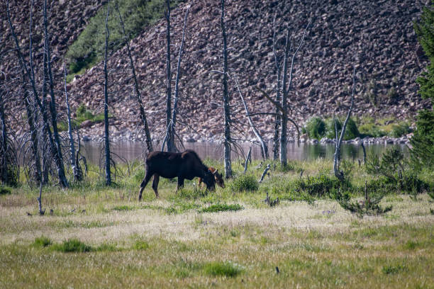 istock Moose cow and her calf 1130382941