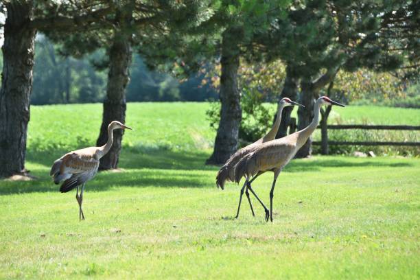 istock Sandhill Crane Family 1130384441