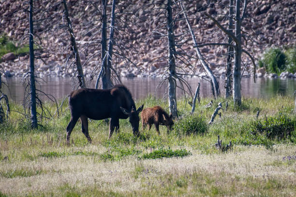 istock Moose cow and her calf 1130384469